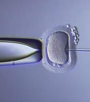 Años de espera para una fecundación in vitro en la sanidad pública