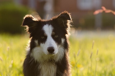 Un Border Collie