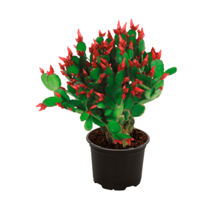 Captura De Pantalla 2025 11 04 A Las 16 53 25