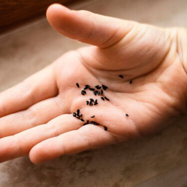 Cómo encontrar los nidos de hormigas dentro de tu casa: y cómo taparlos con una mezcla natural