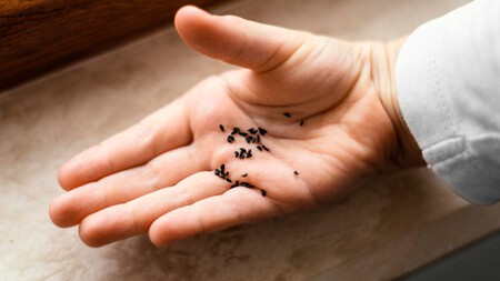 Cómo encontrar los nidos de hormigas dentro de tu casa: y cómo taparlos con una mezcla natural