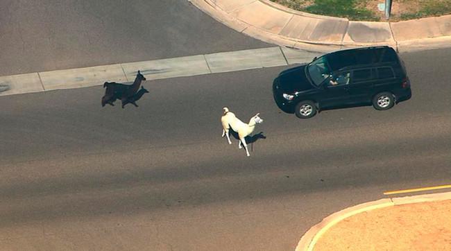 Llamas Streaming