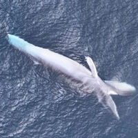 Un dron captura un vídeo de un animal de 12 metros tan raro que la ciencia no sabe cuántos hay ni dónde viven 