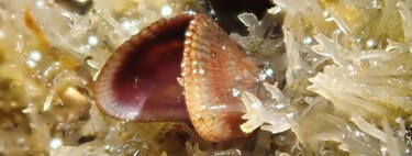 Tras Murcia y Valencia, el invasivo mejillón egipcio está ya en dos espacios naturales protegidos de Almería