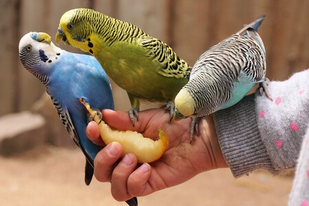 Tres periquitos comiendo fruta