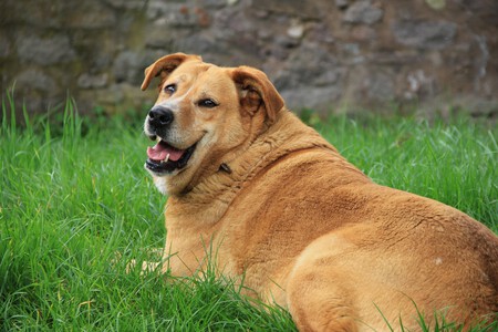Obesidad Perros