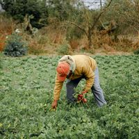 Un agricultor de 84 años entregó sus tierras a sus hijas a cambio de cuidados y acabó abandonado: la Justicia le da la razón 