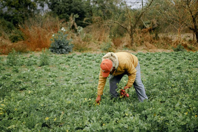 agricultor-herencia