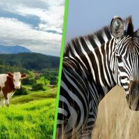Científicos pintaron vacas negras con rayas blancas para ahuyentar plagas. Resulta que el patrón de la cebra es un repelente natural 