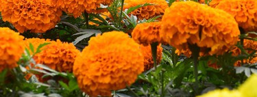 Dónde conseguir cempasúchil nacional para el Día de Muertos para ayudar a los productores en CDMX