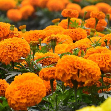 Dónde conseguir cempasúchil nacional para el Día de Muertos para ayudar a los productores en CDMX