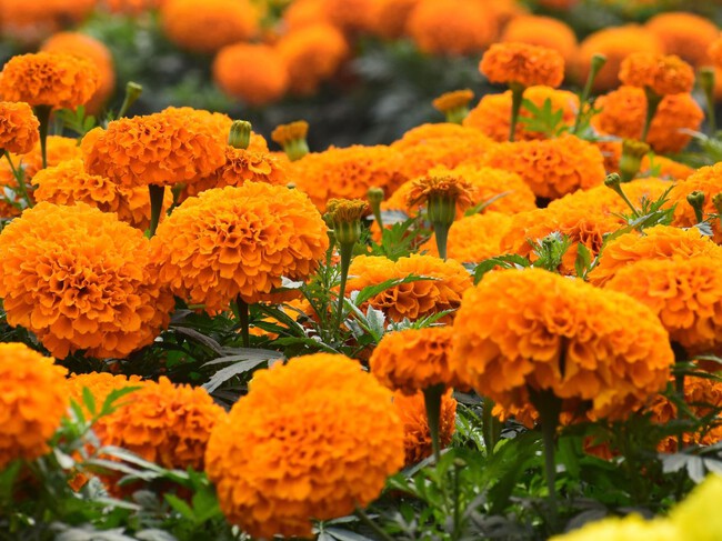 Dónde se pueden conseguir cempasúchil nacional para el Día de Muertos para ayudar a los productores