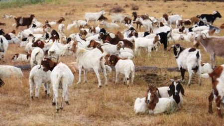 Imagen de la semana: las cabras de Google
