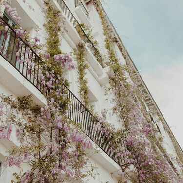 Las más bonitas plantas trepadoras y enredaderas para tener un jardín de ensueño 
