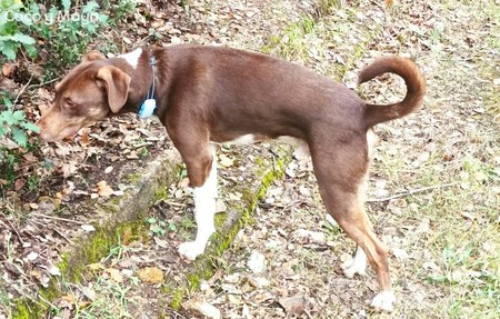 Ares Con Tractive