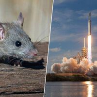 Rusia quiere saber cómo nos van a afectar los viajes a Marte, así que va a lanzar mil moscas y 75 ratones en un cohete 