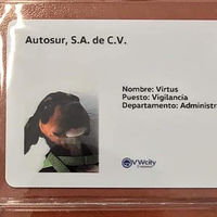 Una agencia de Volkswagen en México adoptó dos perritos y les dio trabajo