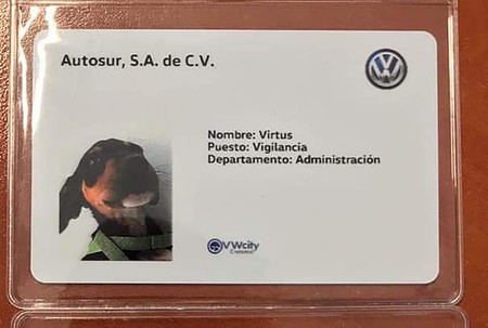 Una agencia de Volkswagen en México adoptó dos perritos y les dio trabajo