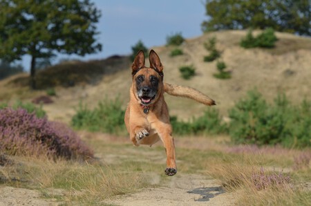 Malinois Instinto de caza