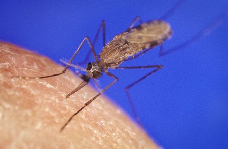 Un organismo genéticamente modificado podría terminar con la malaria y salvar millones de vidas