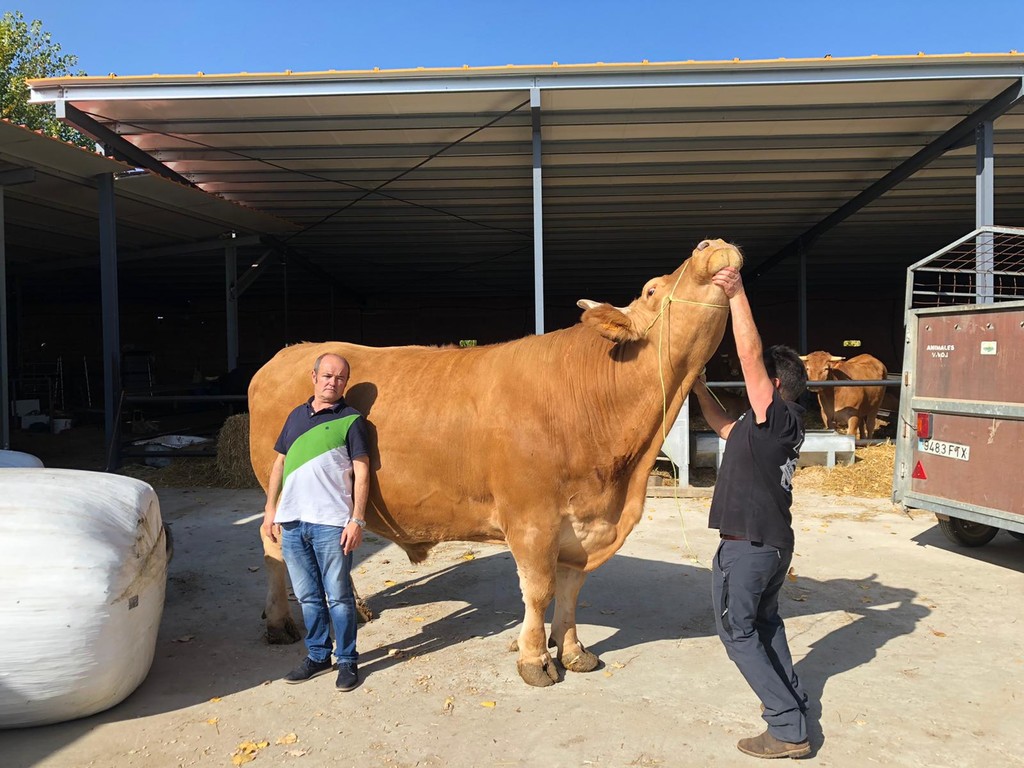 Este buey de raza gallega pesa 2.300 kilos y va a tener los chuletones más grandes (y más caros) de la historia