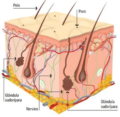 glándula sudorípara