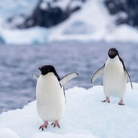 Un estudio ha descubierto algo inusual del amoniaco que libera el excremento de pingüinos: ayuda a crear nubes  