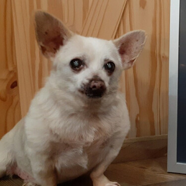 Un chihuahua abandonado se convierte en el perro más viejo del mundo a los 23 años 