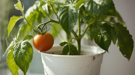 Una Planta De Tomates Cherry Sin Tomates En Un Envase De Yogur 1
