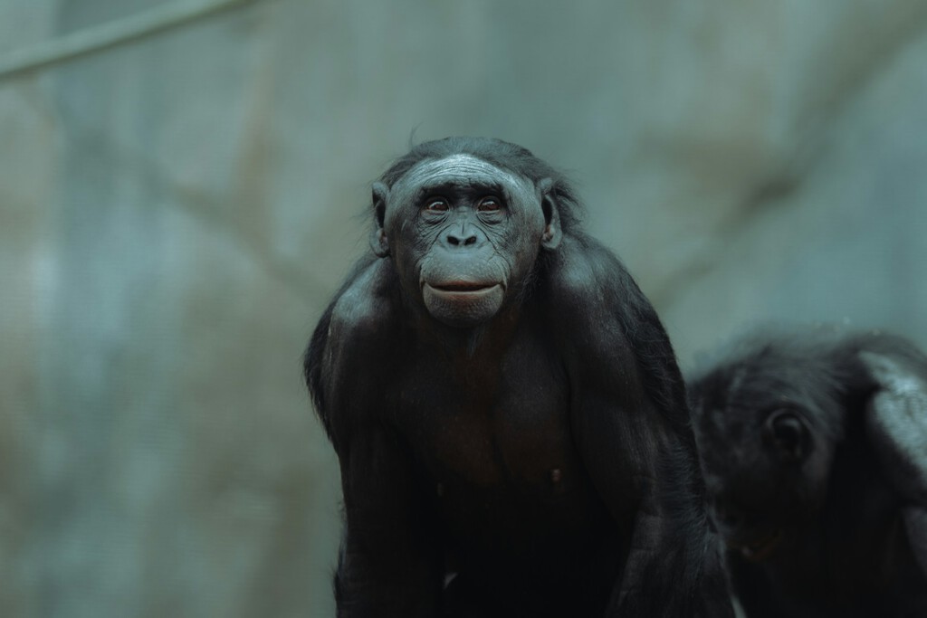 Creíamos que la imaginación era exclusiva de los humanos. Kanzi, el bonobo que toma "café invisible", acaba de demostrar lo contrario