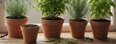 Adiós a las hormigas: estas 3 plantas pueden ayudarte a mantenerlas fuera de tu hogar