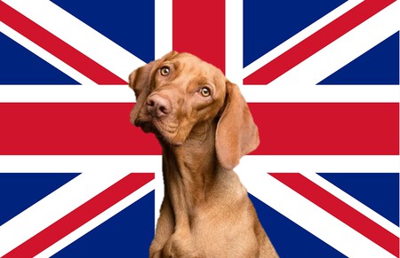 Perro junto a la bandera británica