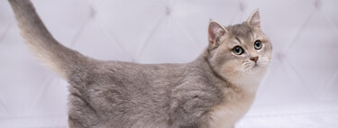 Los Munchkin, la raza de 'gatos salchicha' más pequeños del mundo sobre la que no nos ponemos de acuerdo 