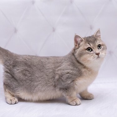 Los Munchkin, la raza de 'gatos salchicha' más pequeños del mundo sobre la que no nos ponemos de acuerdo 