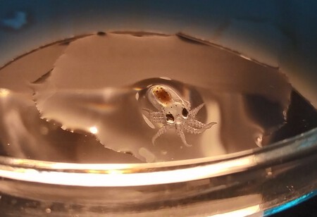 Pulpo