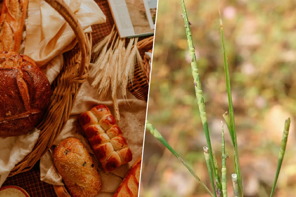 El alimento que no falta en una mesa desde hace miles de años transformó la historia. Ahora sabemos cómo