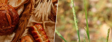 The only food that was not lacking in a single war transformed the history of civilization. Now we know how he did it