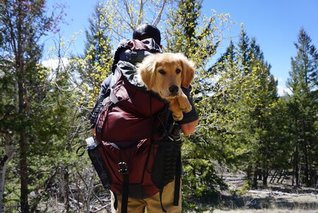 Excursiones Perros Montana Consejos