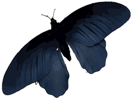 Los desarrolladores de células solares buscan inspiración en mariposas negras