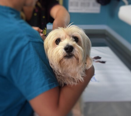 Un perro en el veterinario