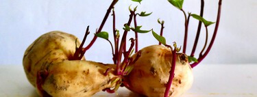 Batatas com brotos são seguras para comer? A ciência tem uma resposta bastante clara 