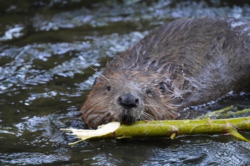 Beaver