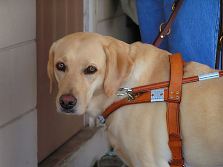 Viajar en avión con un perro lazarillo