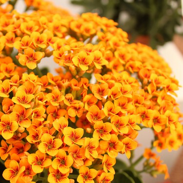 Esta es la planta tropical de Aldi perfecta para decorar terrazas y balcones: tiene las flores más vistosas y vale menos de 4 euros