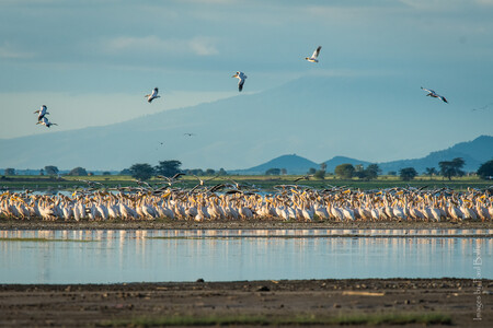 Lago Manyara Tanzania