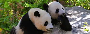 Por años China ha usado a los osos pandas para hacer aliados. Los ha empezado a recoger  