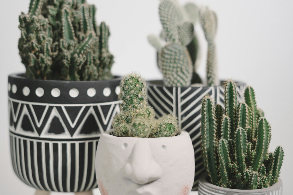 Injertar un cactus en casa: así de fácil lo hace un verdadero jardinero experto 