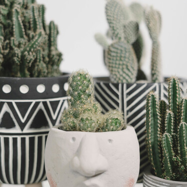 Injertar un cactus en casa: así de fácil lo hace un verdadero jardinero experto 