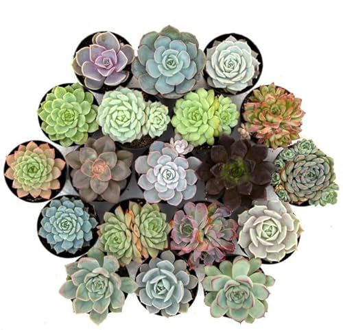 DECOALIVE | Plantas Suculentas | Pack de 5 Crasas Diferentes