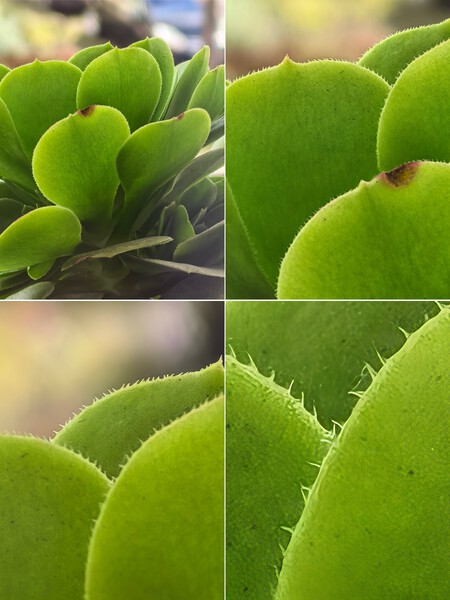 Telefoto 4 Huawei Mate X7